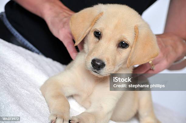 Photo libre de droit de Jeune Labrador Chiot Obtenir Un Massage Au Spa Pour Chiens banque d'images et plus d'images libres de droit de Masser