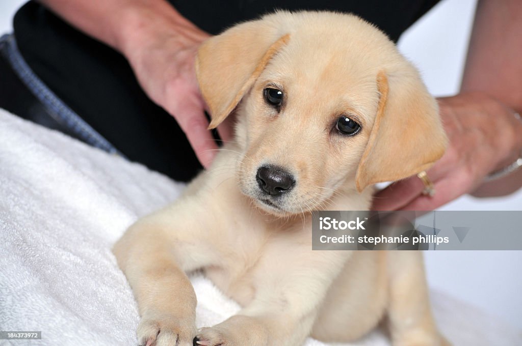 Jovem Labrador filhote recebendo uma massagem no Spa de Cachorro - Foto de stock de Massagear royalty-free