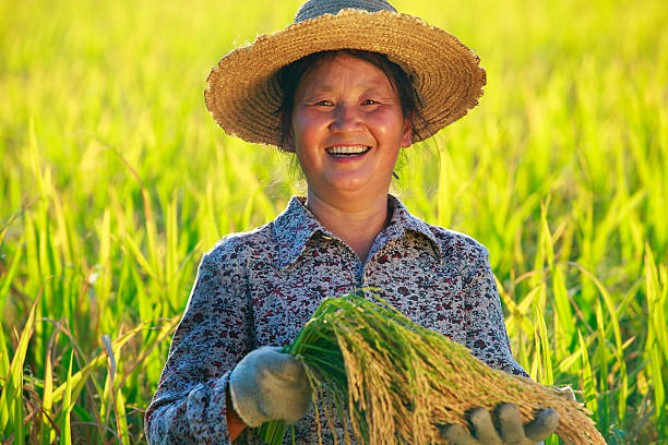 istock happy farmer holding rice in hand 184374035