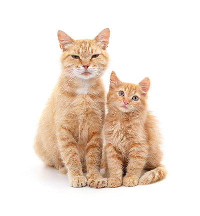 Mom cat with kitten isolated on a white background.