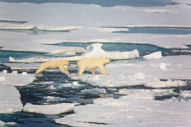 Two polar bears on pack ice. Cub is jumping over open water.Symbolic for climate situation in the arctic. Symbol for endangered wildlife by global warming. The picture is taken between Franz Josef Land and North pole in the russian arctic. It is a mother with a 1 1/2 years old cub.
