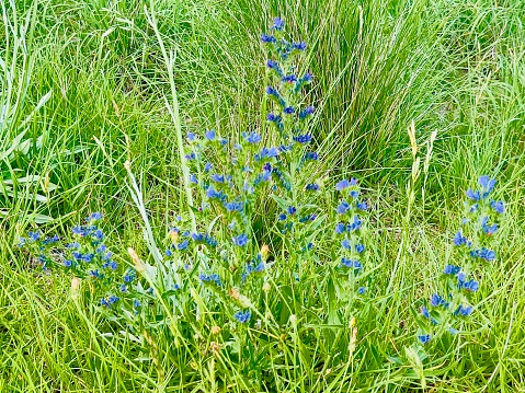 Horizontal closeup photo of a blue flowering Paterson’s Curse or Salvation Jane plant, an introduced species, invasive weed, growing in a farm paddock near Armidale, New England high country, NSW, in Summer.