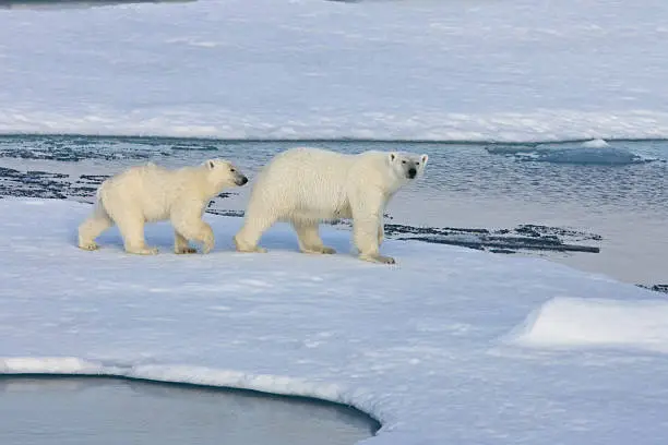 Two polar bears on pack ice. Symbolic for climate situation in the arctic. Symbol for endangered wildlife by global warming. The picture is taken between Franz Josef Land and North pole in the russian arctic. It is a mother with a 1 1/2 years old cub.Copy space.