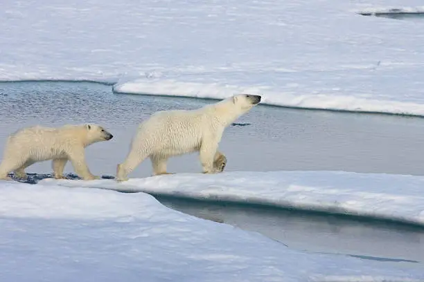 Two polar bears on pack ice. Symbolic for climate situation in the arctic. Symbol for endangered wildlife by global warming. The picture is taken between Franz Josef Land and North pole in the russian arctic. It is a mother with a 1 1/2 years old cub.Copy space.