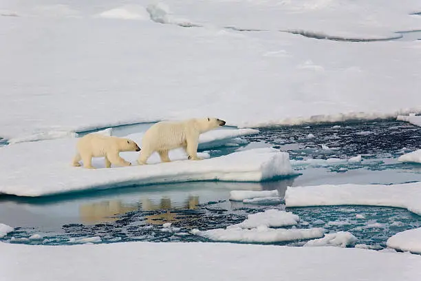 Two polar bears on pack ice with reflection in the water. Symbolic for climate situation in the arctic. Symbol for endangered wildlife by global warming. The picture is taken between Franz Josef Land and North pole in the russian arctic. It is a mother with a 1 1/2 years old cub.