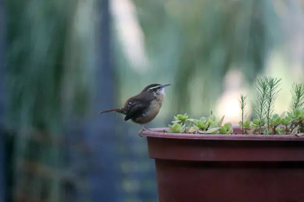 Carolina Wren Perched on Flower Pot with bokeh background.