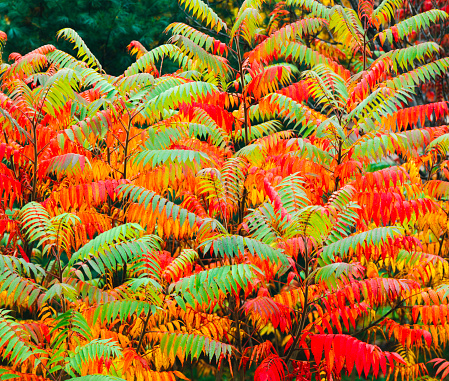 A Sumac bush in autumn is brilliant when backlit in Peacham, Vermont. Raindrops add to the glistening color.