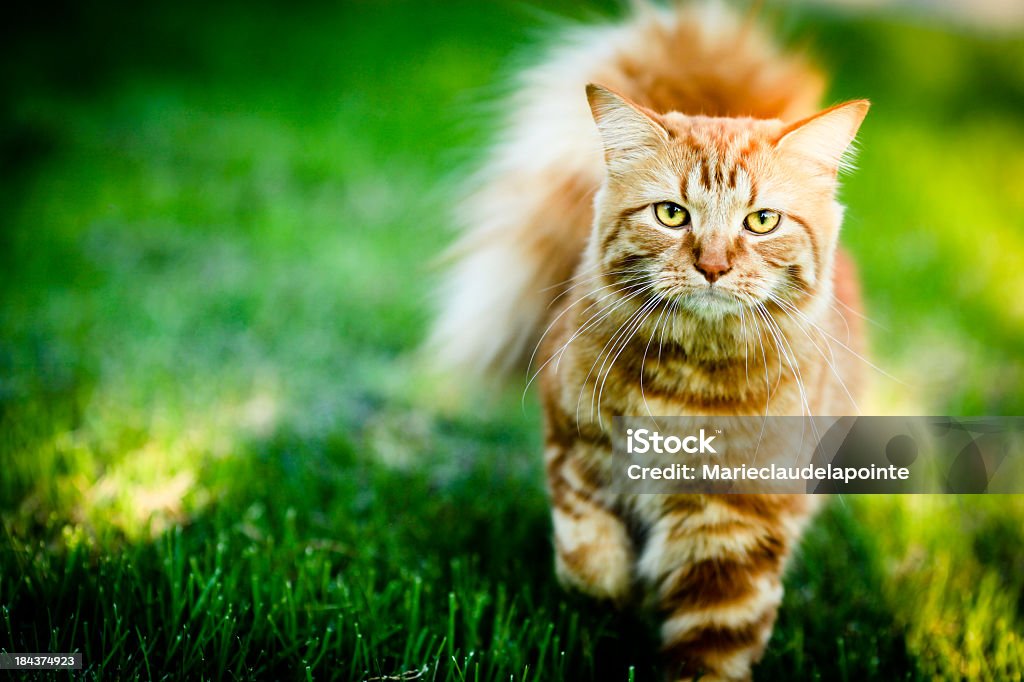 Gato rojo y blanco - Foto de stock de Gato doméstico libre de derechos