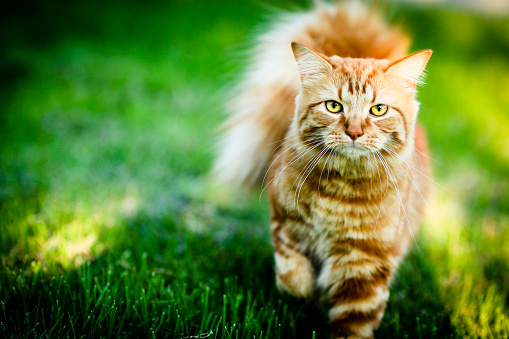 Red and white cat walking on green grass