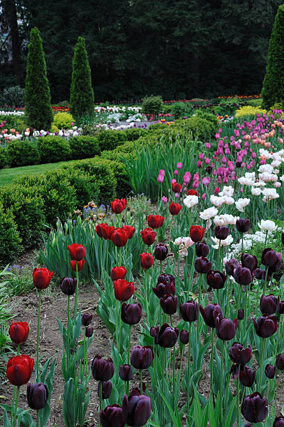 istock Tulips in Garden 184375041