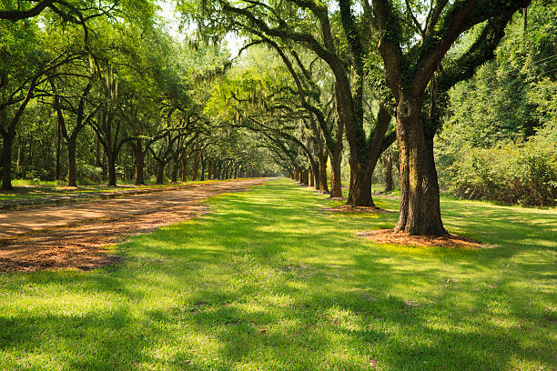 Live Oak Trees "Rows of Live Oak Trees with Spanish Moss. Georgia, USA. Space for copy." georgia country stock pictures, royalty-free photos & images