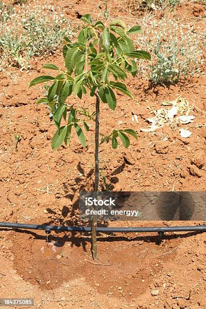 Drip Irrigation Stock Photo - Download Image Now - Agriculture, Branch - Plant Part, Brown