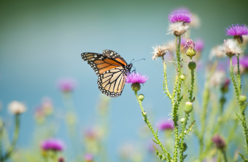 A monarch butterfly feeding on a purple wild thistle in the summer.