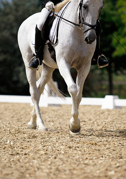istock Collected walk in dressage test 184375233