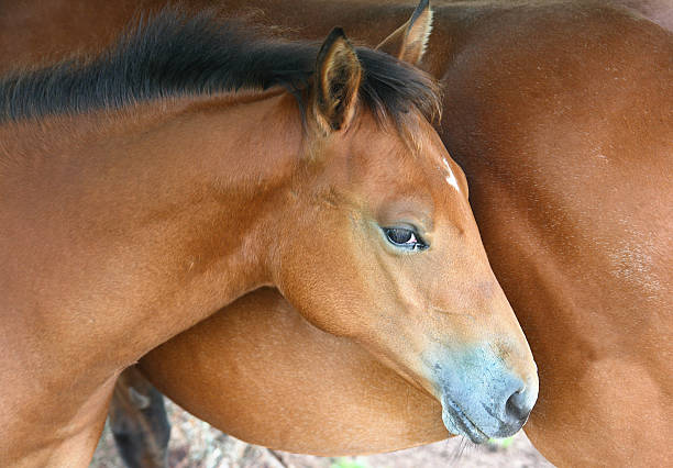 istock Filly close to mother horse 184375255