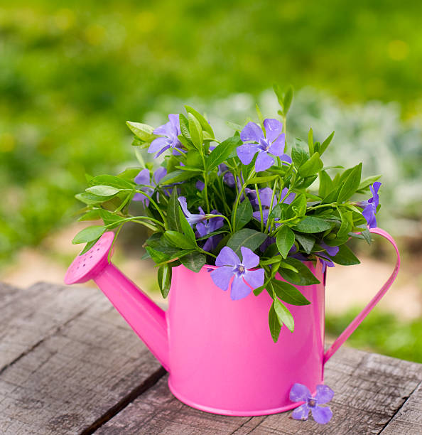 istock Flowers in garden 184375363