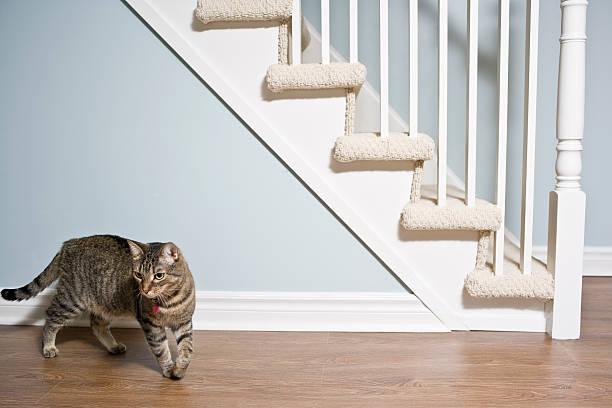 istock Staircase and Hardwood Floor 184375401