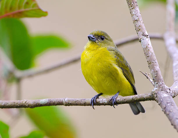 istock Thick-Billed Euphonia Feamle -From Panama 184375460