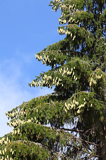 istock fir in front of blue sky 184375579