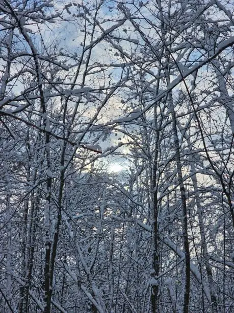 Winter white cold snow forest trees landscape blue cloudy sky Chateauguay Montreal Quebec Canada