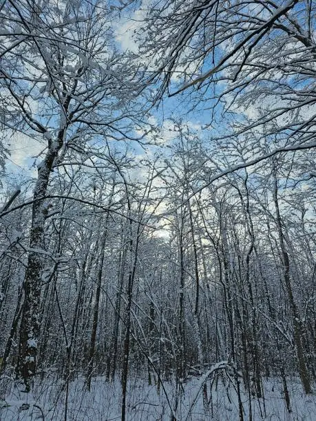 Winter white cold snow forest trees landscape blue cloudy sky Chateauguay Montreal Quebec Landscape Canada
