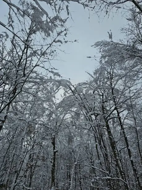 Winter white cold snow forest trees cloudy sky landscape Chateauguay Montreal Quebec Canada