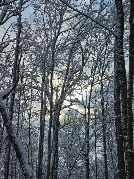 Winter white cold snow forest trees landscape Chateauguay Montreal Quebec Canada