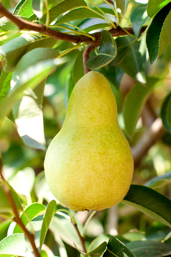 Yellow Pear on a branch 