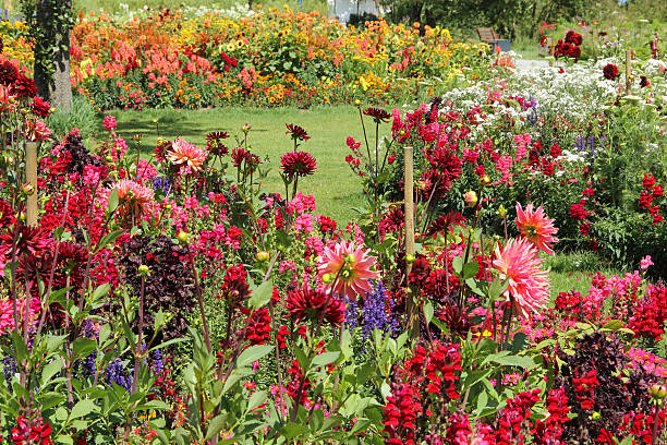 Flower garden in summer