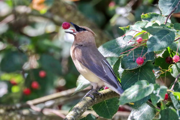 istock Cedar waxwing eating berries in a park 1843764287