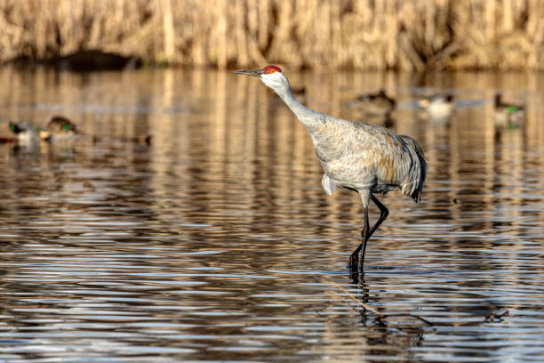 istock sandhill crane walking in water, Burnaby, British Columbia 1843764799