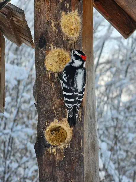 Woodpecker wildlife bird cold white winter snow forest tree wood holes Chateauguay Montreal Quebec Canada