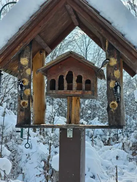 Woodpecker wildlife bird birdhouse food cold white winter snow forest tree wood holes Chateauguay Montreal Quebec Canada