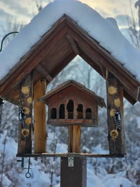 Woodpecker wildlife birdhouse Winter white cold snow forest trees landscape Chateauguay Montreal Quebec Canada