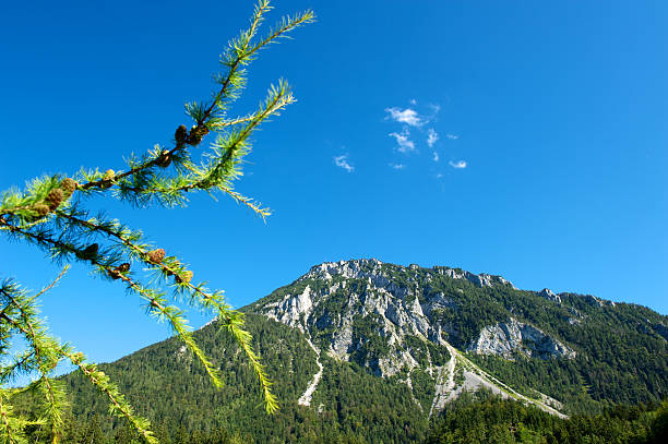 Mountain peak and pine trees on cloudy day