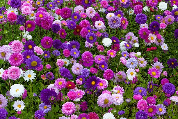 Asters Flower Bed - Can be used as garden as well as for colour inspiration.