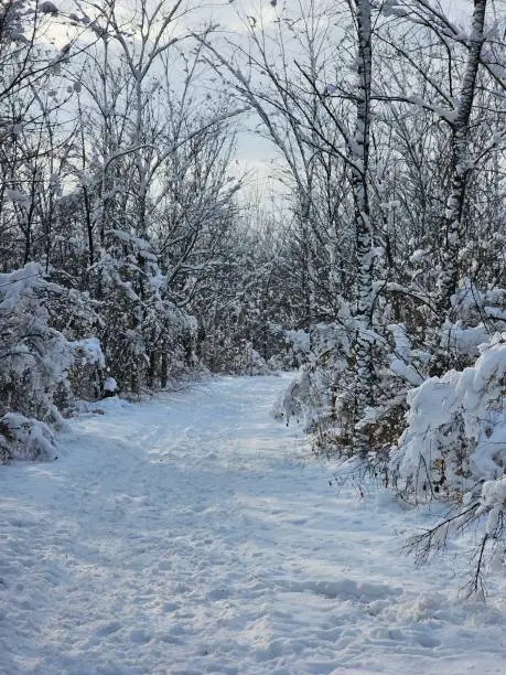 Winter white cold snow forest trees alley landscape Chateauguay Montreal Quebec Canada