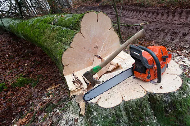 Photo of Close-up of a cut down tree with a saw and ax on the trunk