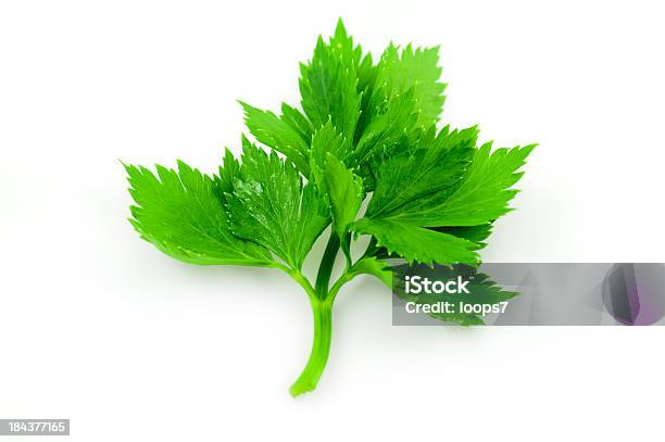 Photo libre de droit de Persil banque d'images et plus d'images libres de droit de Lovage Plant - Lovage Plant, Phytothérapie, Plante aromatique