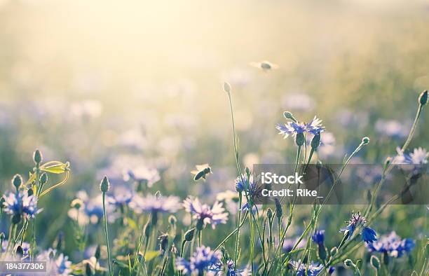 Summer Meadow Stock Photo - Download Image Now - Flower, Bee, Meadow