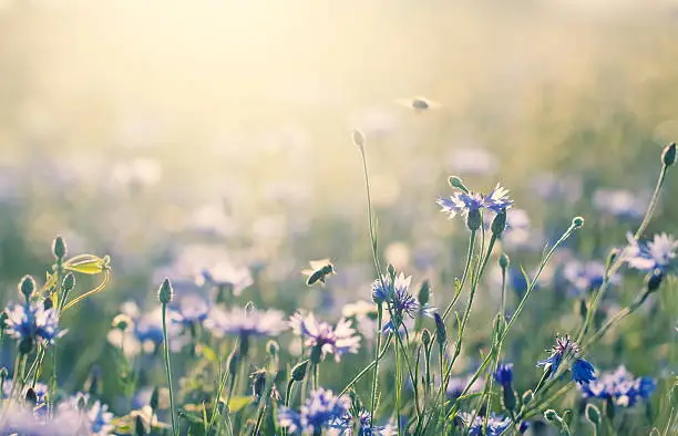 Honey bees at the summer meadow