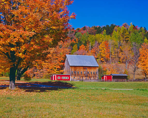 istock Autumn country side in Vermont 184377478