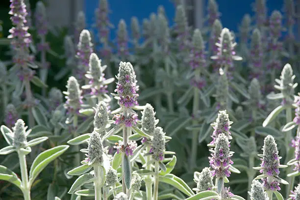 Photo of Lamb's Ear Flowers