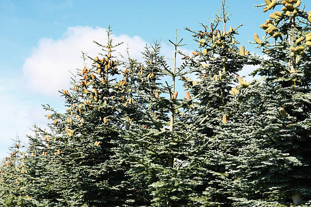 ряд пихта благородная деревьев с большими конусами - noble fir стоковые фото и изображения