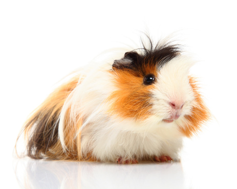 Images of this Guinea pig: