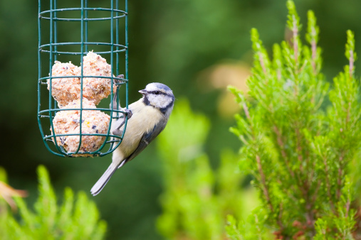bird sitting on feeder (Parus caeruleus, Blaumeise, blue tit) backlight, blurred background, autumn colours