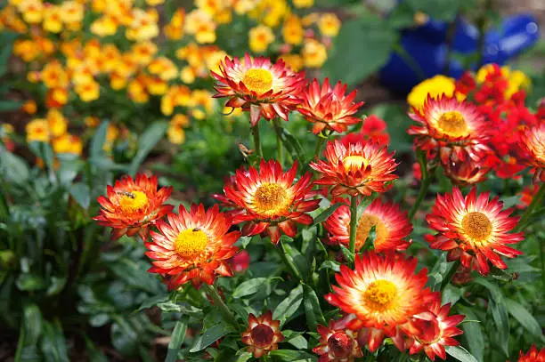 Red strawflowers.Please see more similar pictures of my Portfolio.Thank you!