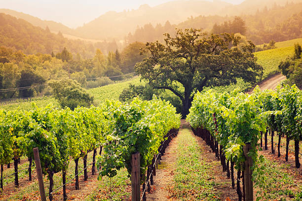 カリフォルニア州ナパバレーのブドウ園のフィールドハーヴェストのワイナリー - vineyard in a row crop california ストックフォトと画像