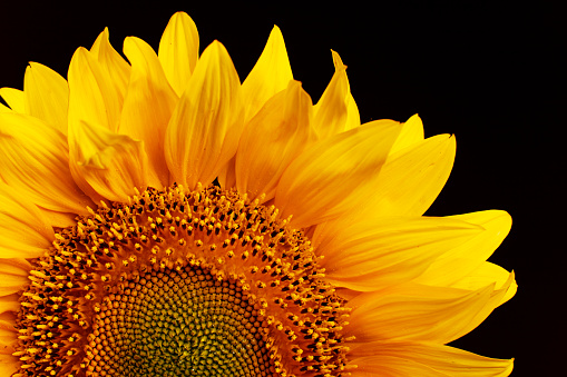 bright  Sunflower over black background