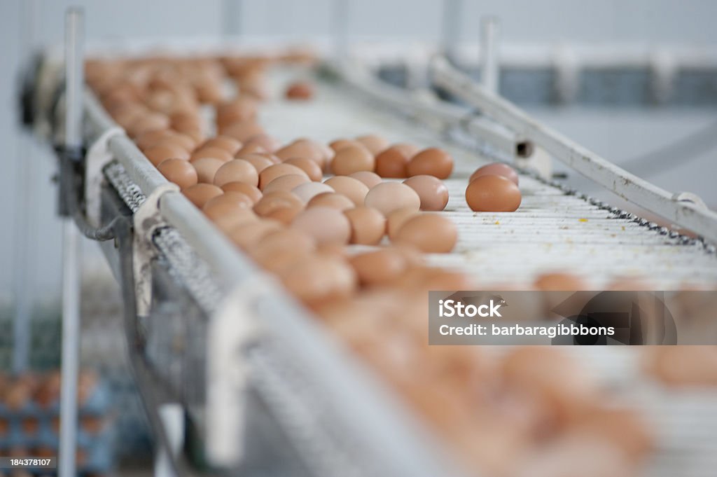 Egg nivelador. - Foto de stock de Huevo - Comida básica libre de derechos